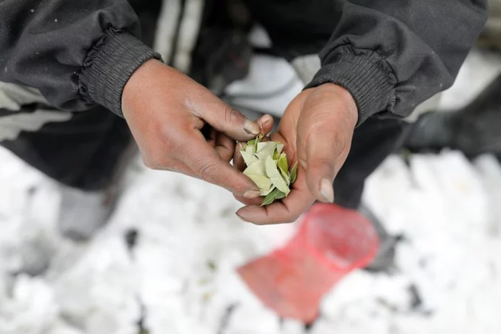 Peru's coca leaf farming expands along border, reaches record area