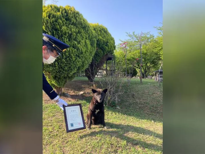 Japanese dog hailed a hero for saving the life of heart attack victim at a riding school