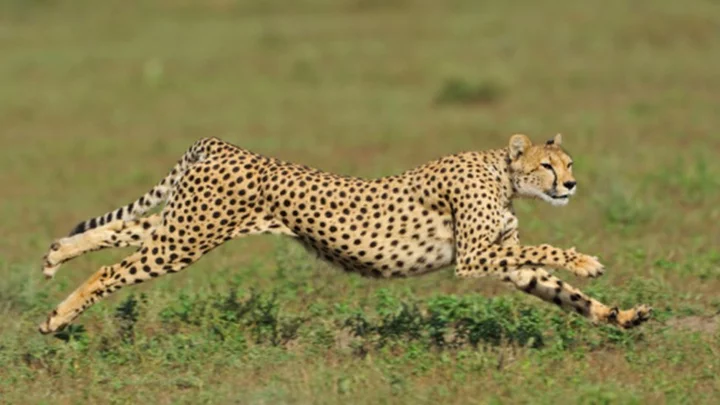 Kuno: Female cheetah dies from mating injuries in India