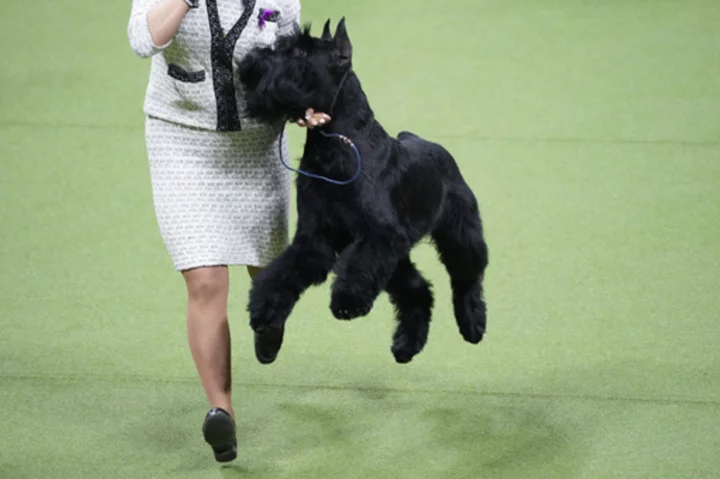 Westminster finals arrive: What dog will claim best in show?