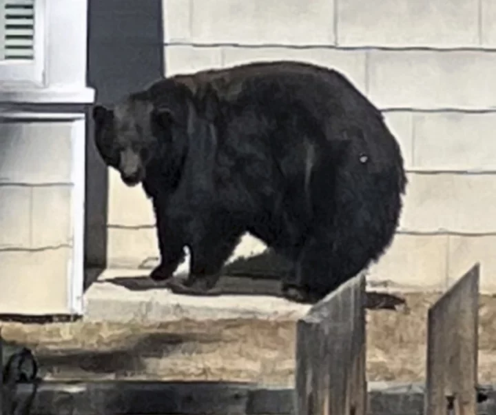 California authorities capture suspects in break-ins at Lake Tahoe homes: a mama bear and three cubs