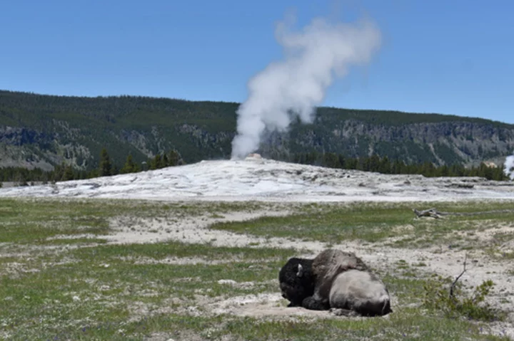 Arizona woman injured in Yellowstone bison attack says 'yes' to boyfriend's hospital proposal