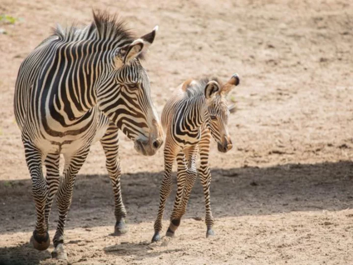 Endangered Grevy's zebra born at Lincoln Park Zoo in Chicago