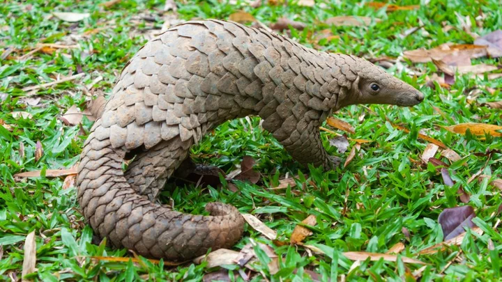 How undercover sting outwitted pangolin traffickers