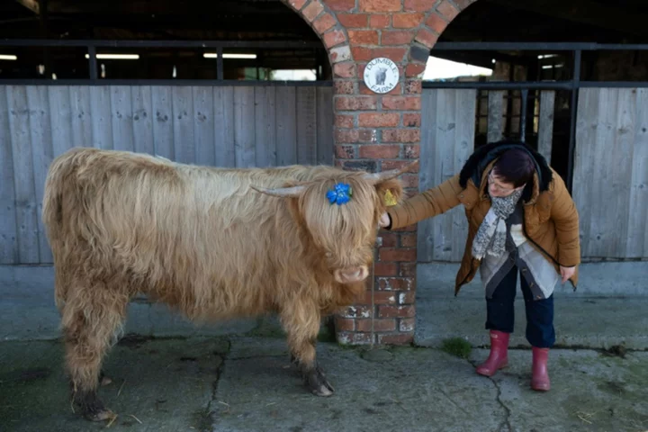 Feeling stressed? Cuddle a cow, says UK dairy farm