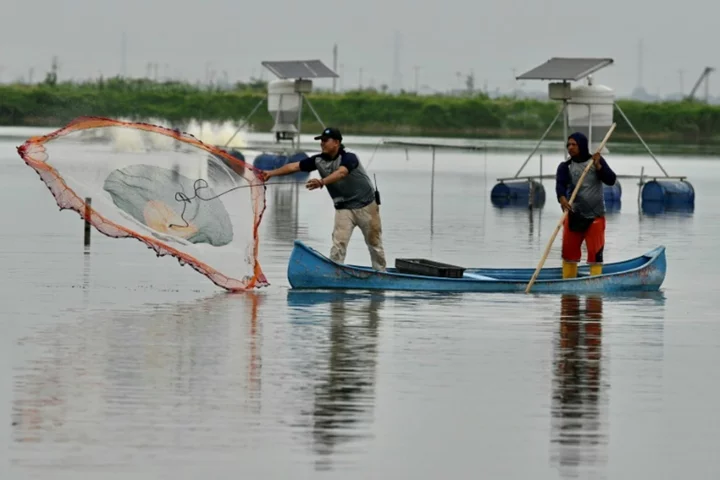 Heists at sea: Shrimp bandits terrorize Ecuador farmers