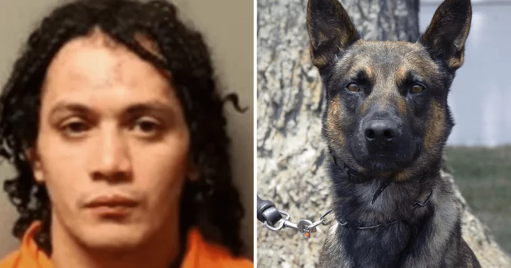 Catch Him I Will: How 4-yr-old police dog Yoda became 'hero' for collaring fugitive killer Danelo Cavalcante