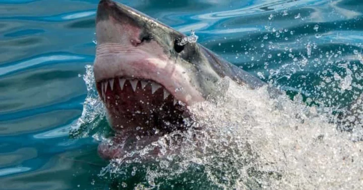 Straight outta 'Jaws'! Multiple shark attacks leave waters bloody on 4th of July