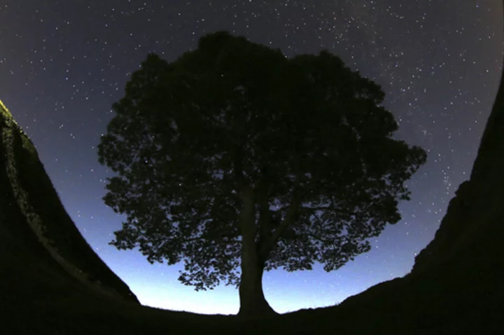 2 men arrested in an investigation into a famous tree that was felled near Hadrian's Wall in England