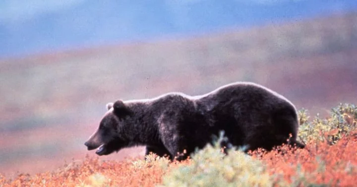 Toshihiro Nishikawa: Missing fisherman feared dead after brown bear 'spotted with boots in its mouth’