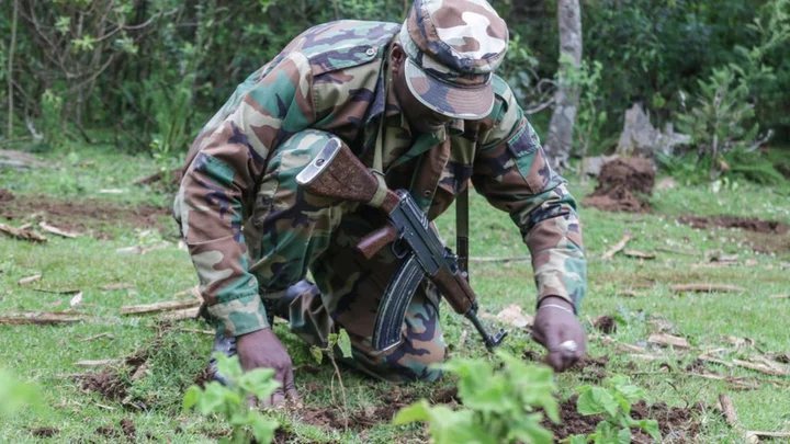 Kenyans get tree-planting holiday to plant 100 million seedlings