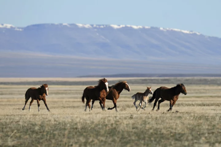 Federal agency given deadline to explain why deadly Nevada wild horse roundup should continue