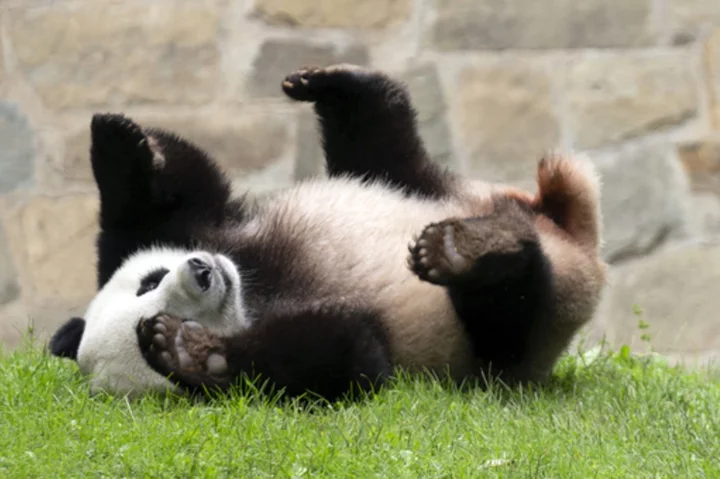 DC pandas will be returning to China in mid-November, weeks earlier than expected