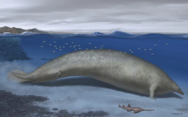 The heaviest animal ever may be this ancient whale found in the Peruvian desert