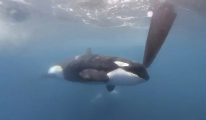 Orcas disrupt boat race near Spain in latest display of dangerous, puzzling behavior