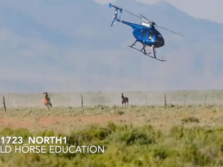 Animal advocates call for changes to wild horse wrangling following deaths during roundup in Nevada