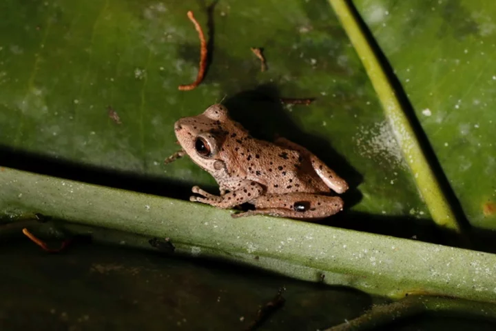 Climate change primary driver of amphibian decline: study