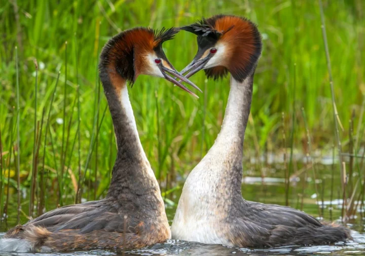 'Weird puking bird' tops New Zealand's avian beauty contest