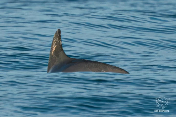 Vaquitas still exist, but barely: sea 'panda' survey