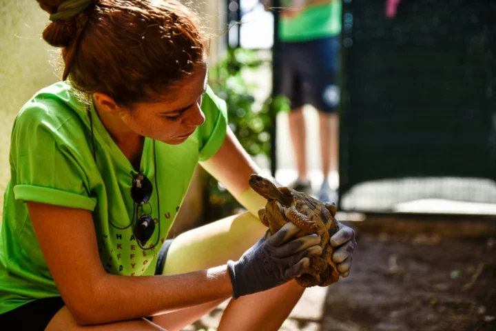 Injured tortoises make slow recovery from Greece fires