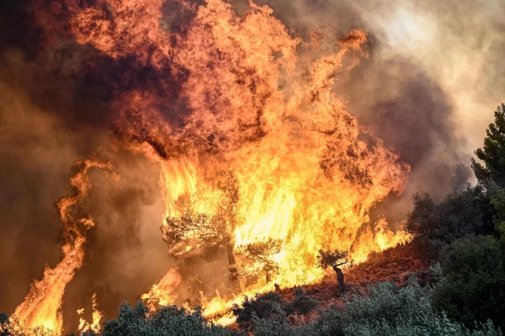 Eighteen bodies found in Greek forest believed to be migrants as fires continue to rage