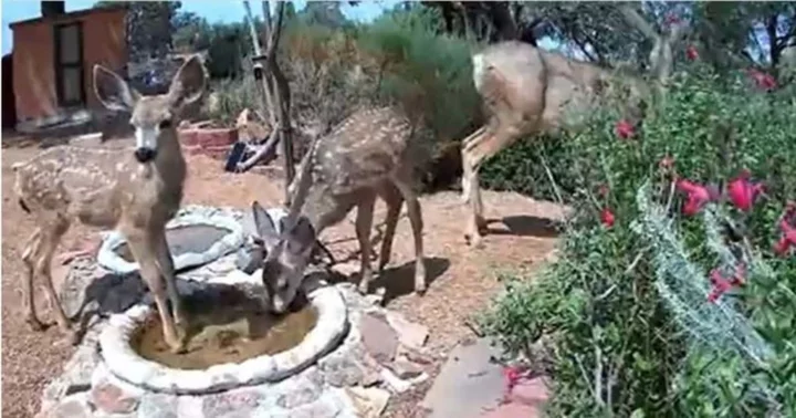 Arizona heat breaks Internet as humans band together to help thirsty animals