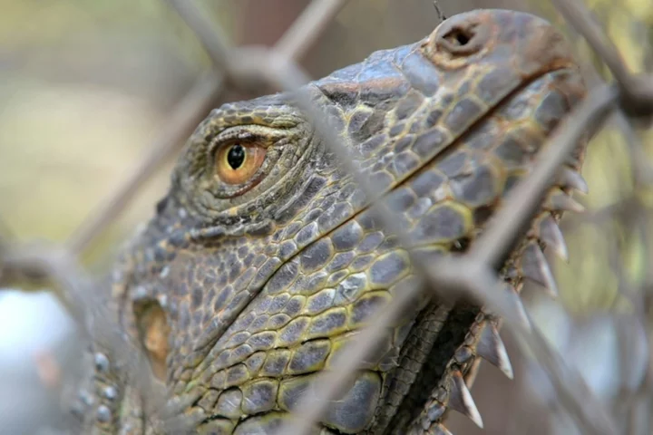 Iguana invasion: Thailand rounds up rogue reptiles